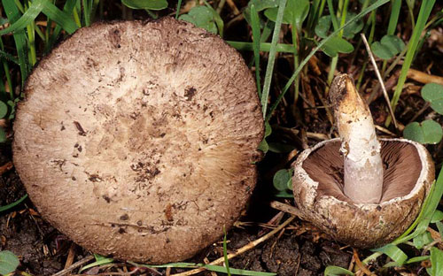 Agaricus cupreo-brunneus - Fungi species | sokos jishebi | სოკოს ჯიშები